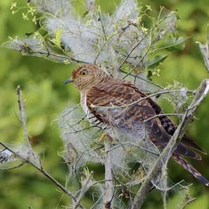 Common Cuckoo