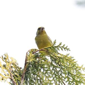 European Greenfinch