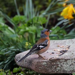 Eurasian Chaffinch