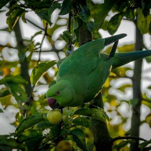 Alexandrine Parakeet