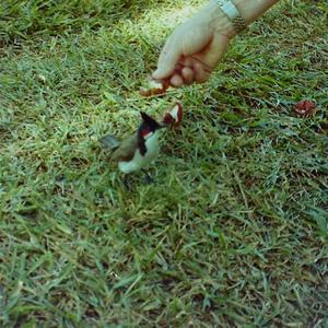 Red-whiskered Bulbul