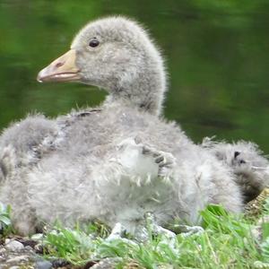 Greylag Goose