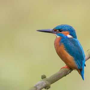 Common Kingfisher