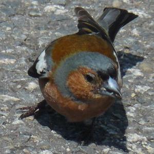 Eurasian Chaffinch