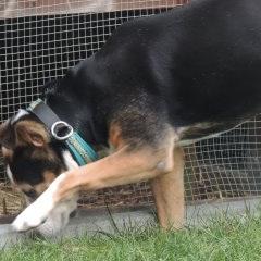 Unknown Breed