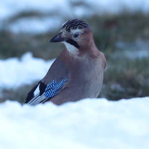 Eurasian Jay