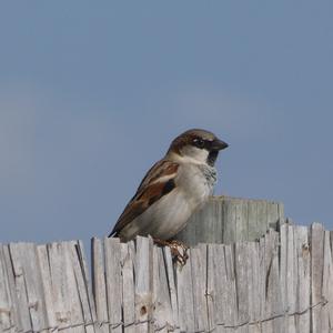 House Sparrow