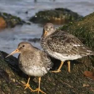 Purple Sandpiper