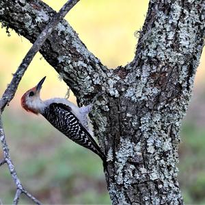 Red-bellied Woodpecker