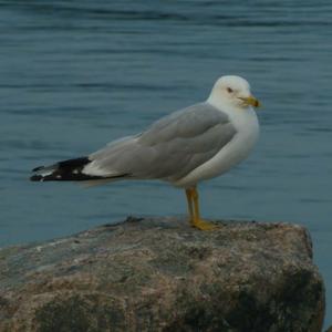 Ring-billed Gull