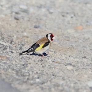 European Goldfinch