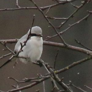 Great Grey Shrike