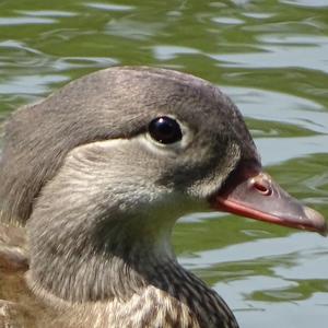 Mandarin Duck