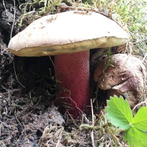 Scarlet-stemmed Bolete