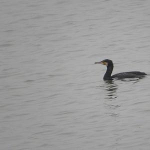 Great Cormorant