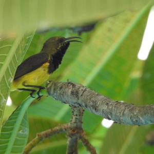 Olive-backed Sunbird