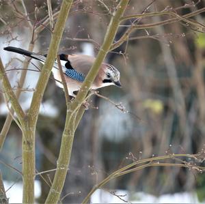 Eurasian Jay