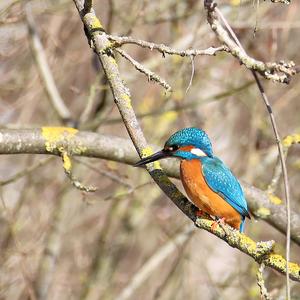 Common Kingfisher