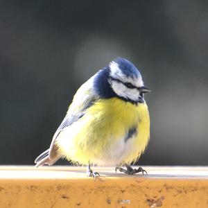 Blue Tit