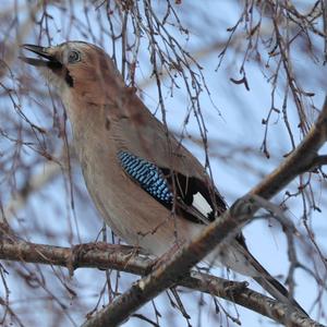 Eurasian Jay