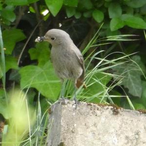 Black Redstart