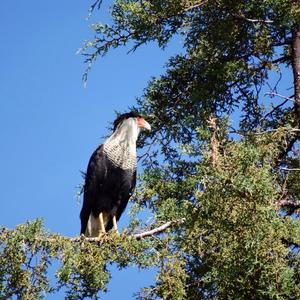 Crested Caracara