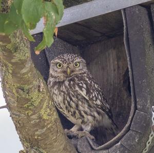 Little Owl