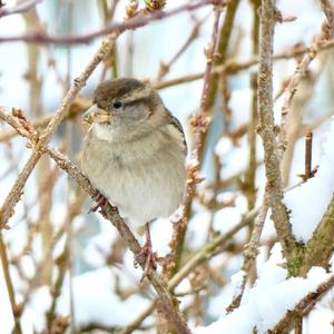 House Sparrow