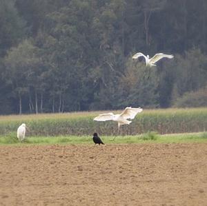 Great Egret