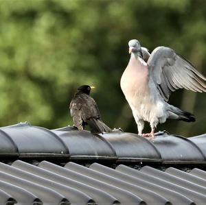 Amsel