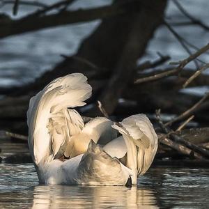 Mute Swan