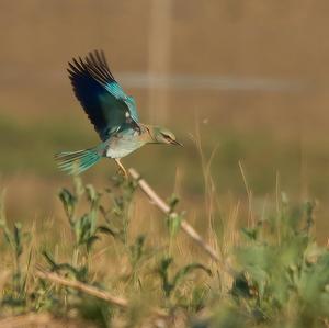 European Roller