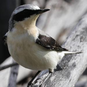 Northern Wheatear