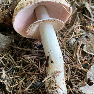 Red-staining Mushroom