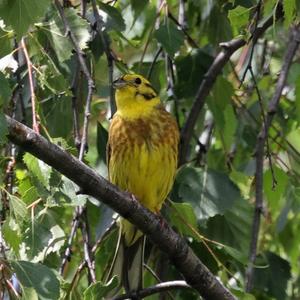 Yellowhammer