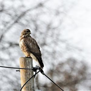 Common Buzzard