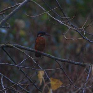 Common Kingfisher