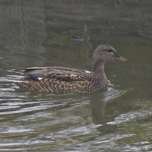 Gadwall