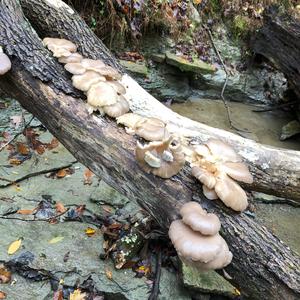 Oyster Mushroom