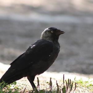 Eurasian Jackdaw