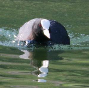 Common Coot