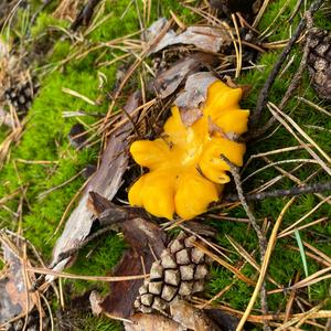 Chanterelle, Common