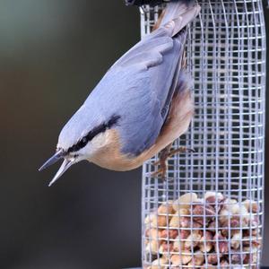 Wood Nuthatch