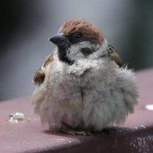 Eurasian Tree Sparrow