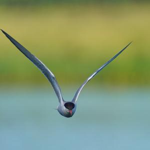 Common Tern