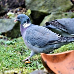 Common Wood-pigeon