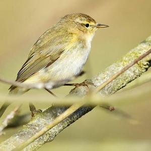 Wood Warbler