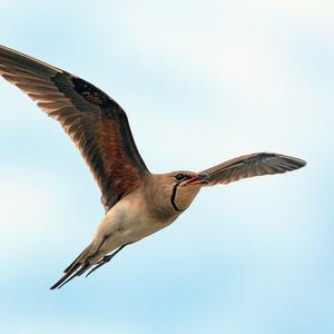 Collared Pratincole