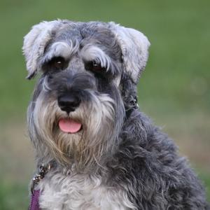 Miniature Schnauzer