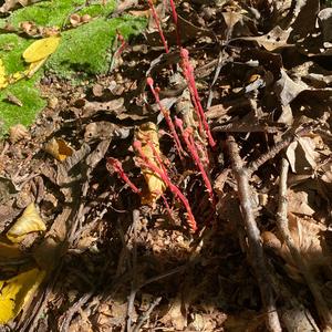 Unknown Species